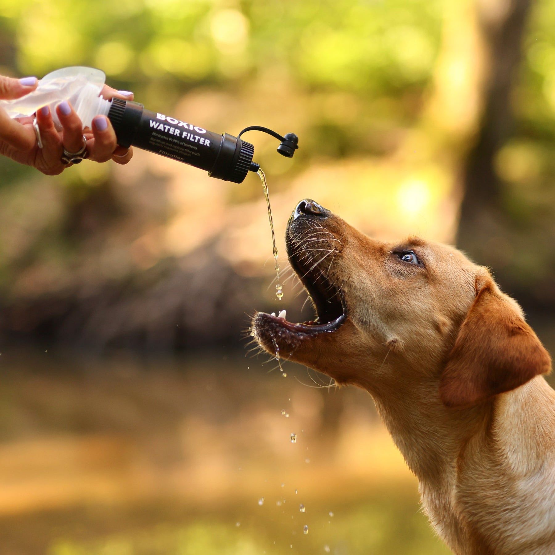 Hand füllt BOXIO WATER FILTER mit frischem Wasser für durstigen Hund mit geöffnetem Maul im Wald, Tropfen fallen ab