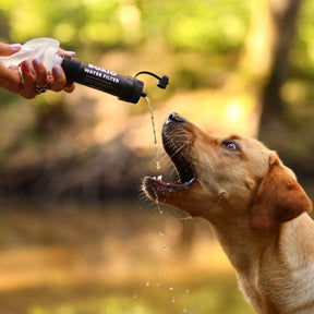 Hand füllt BOXIO WATER FILTER mit frischem Wasser für durstigen Hund mit geöffnetem Maul im Wald, Tropfen fallen ab